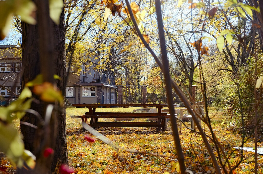 polish backyard scene