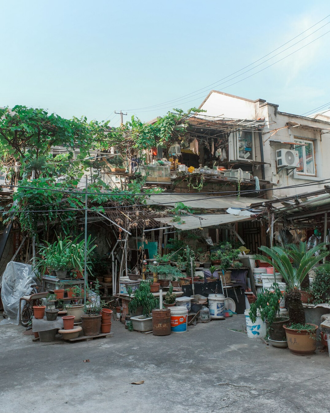 community garden in backyard
